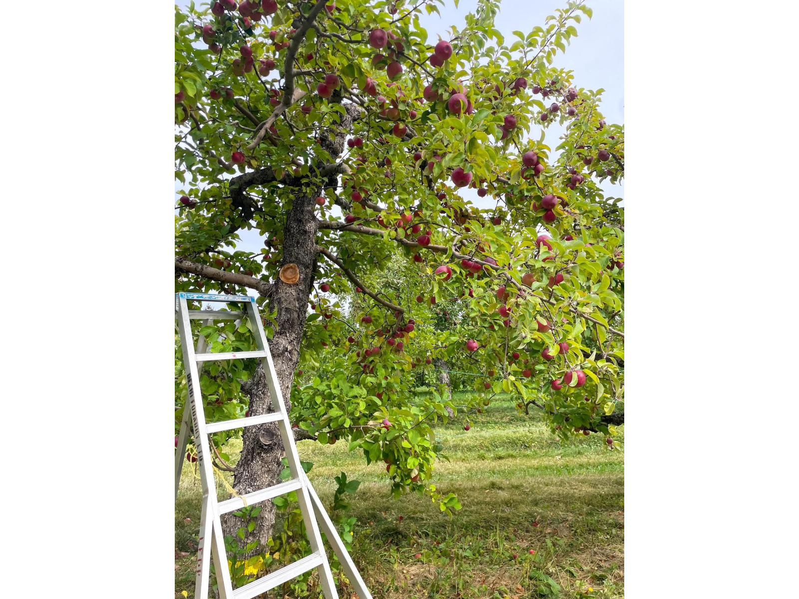 La cueillette de pommes : une tradition automnale, mais ...