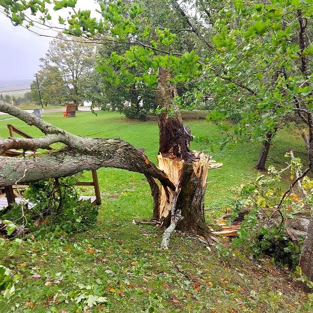 Arbre Monument Lefebvre