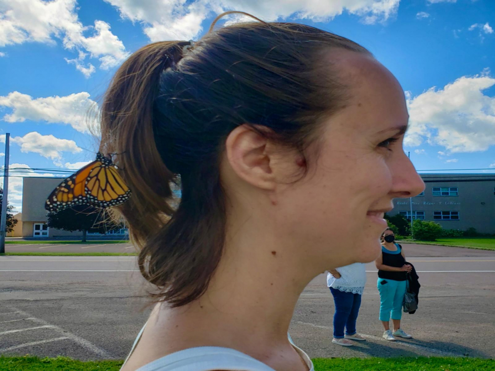 Des papillons monarques ont déployé leurs ailes sur la ... Image 1