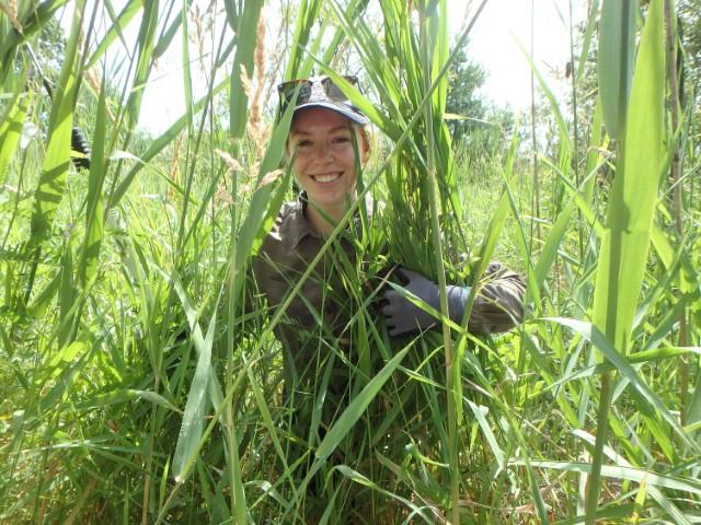 Phragmites photo Nature Conservancy of Canada Small