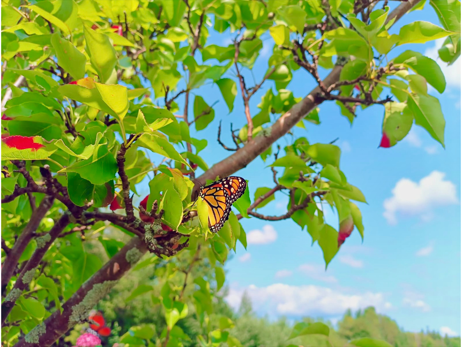 Dieppe a un sanctuaire pour les papillons monarques Image 1