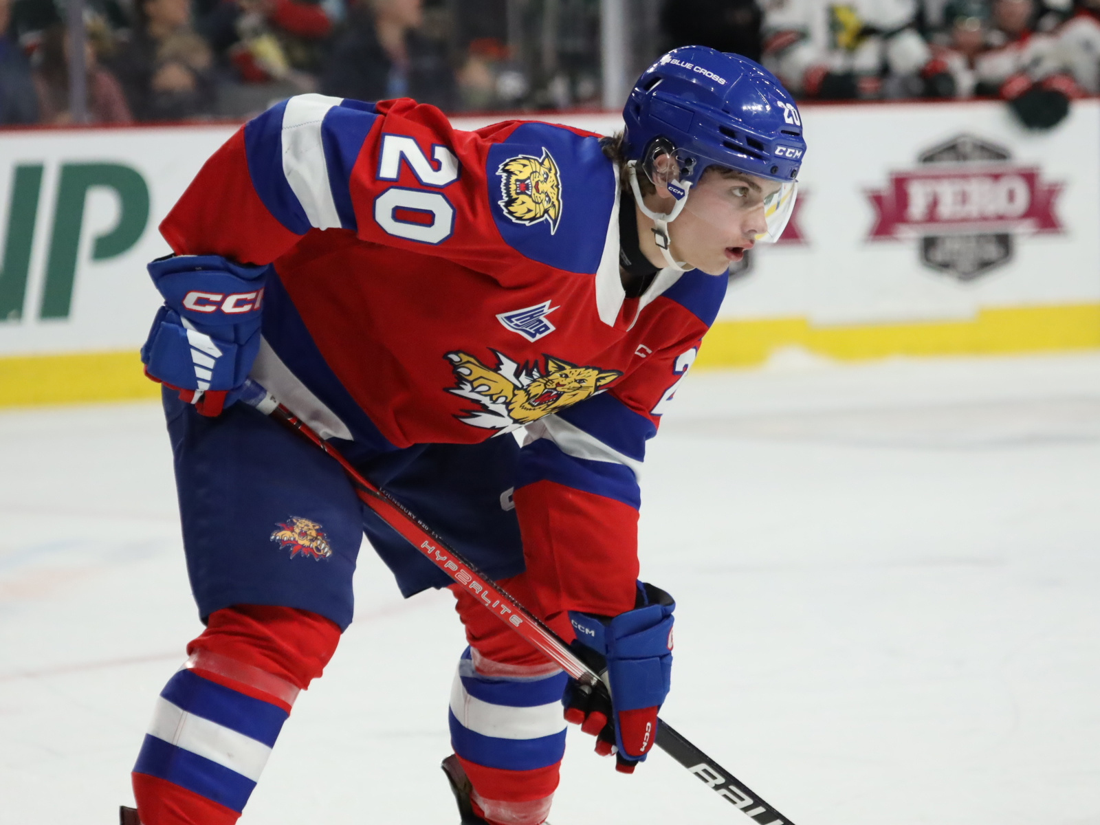 Les Wildcats terminent leur présaison vendredi à Bathurst Image 1