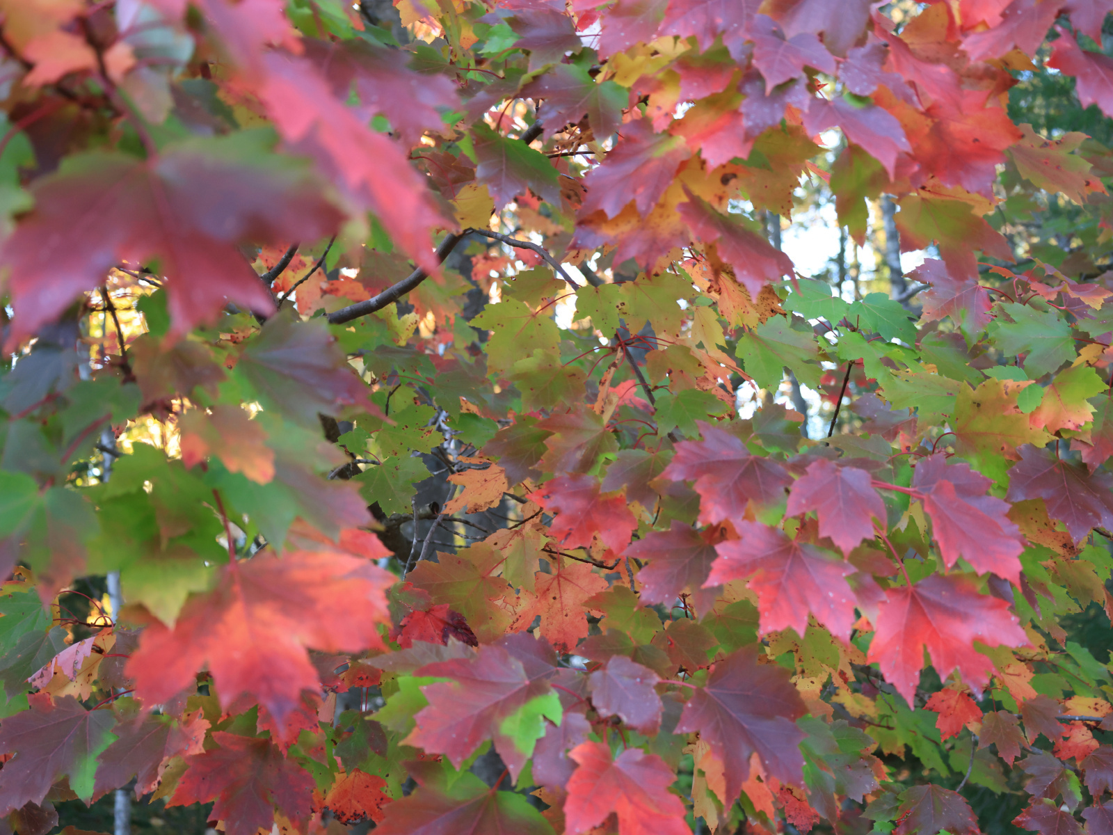 La magie des couleurs de l’automne Image 1