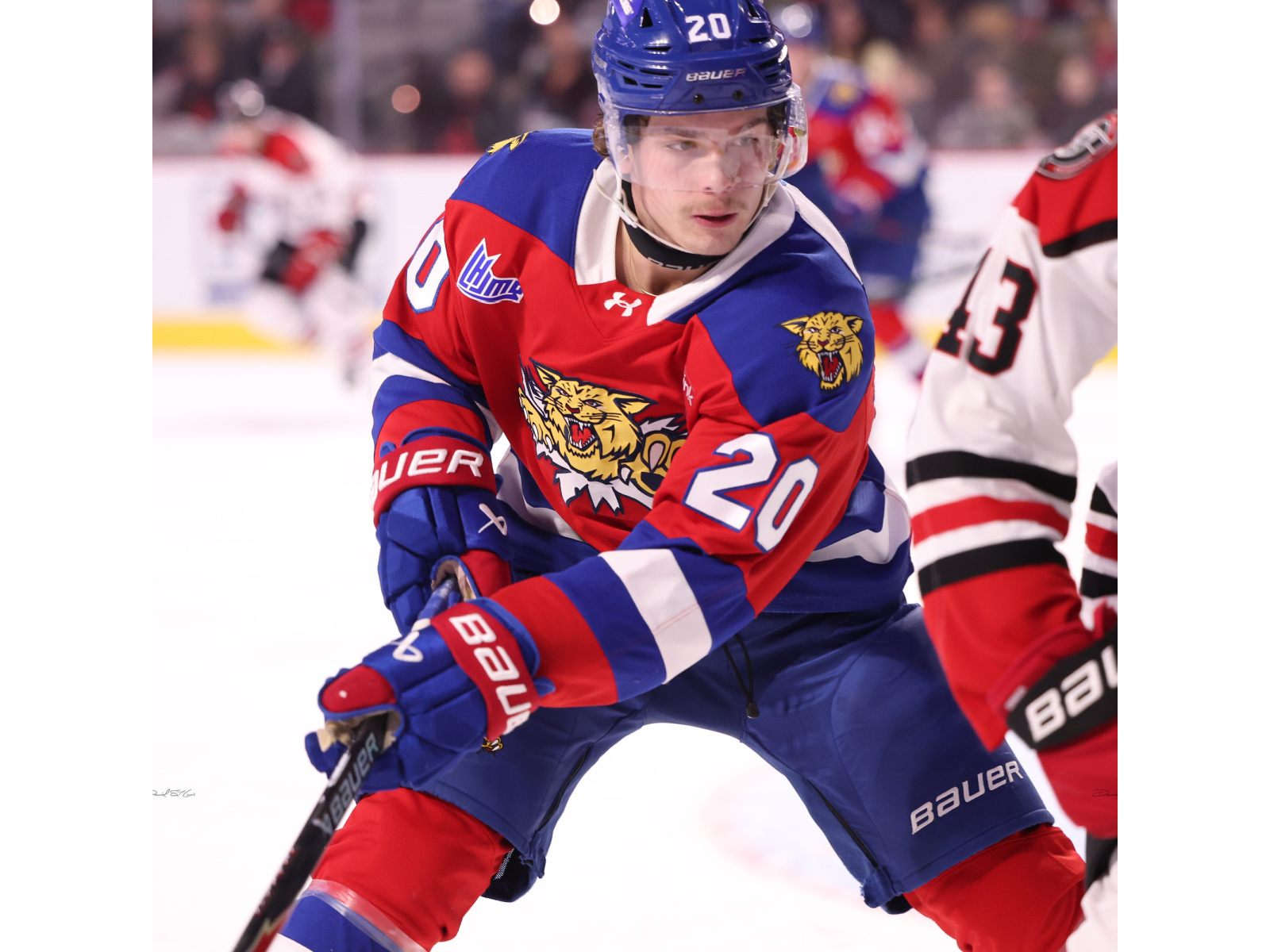 Les Wildcats sur une séquence de victoires Image 1