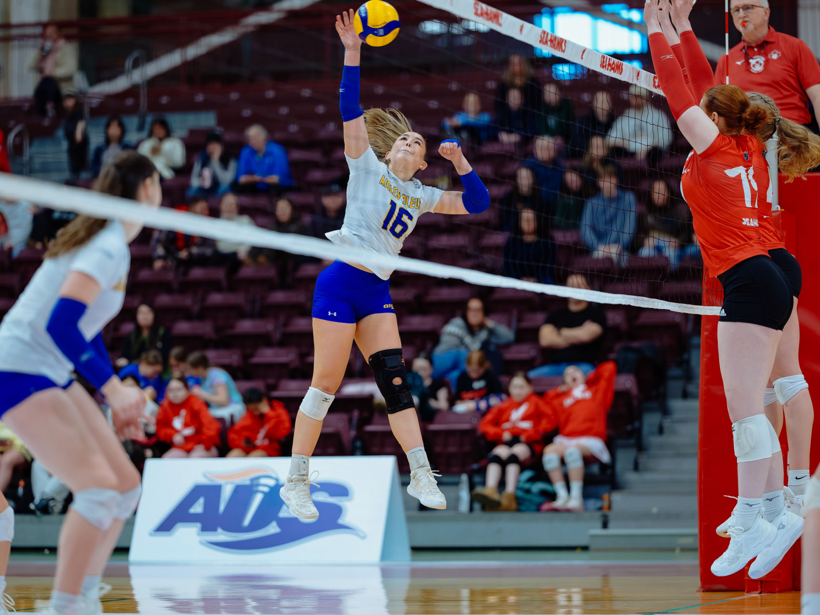 Volleyball : double revers des Aigles Bleues face aux ... Image 1