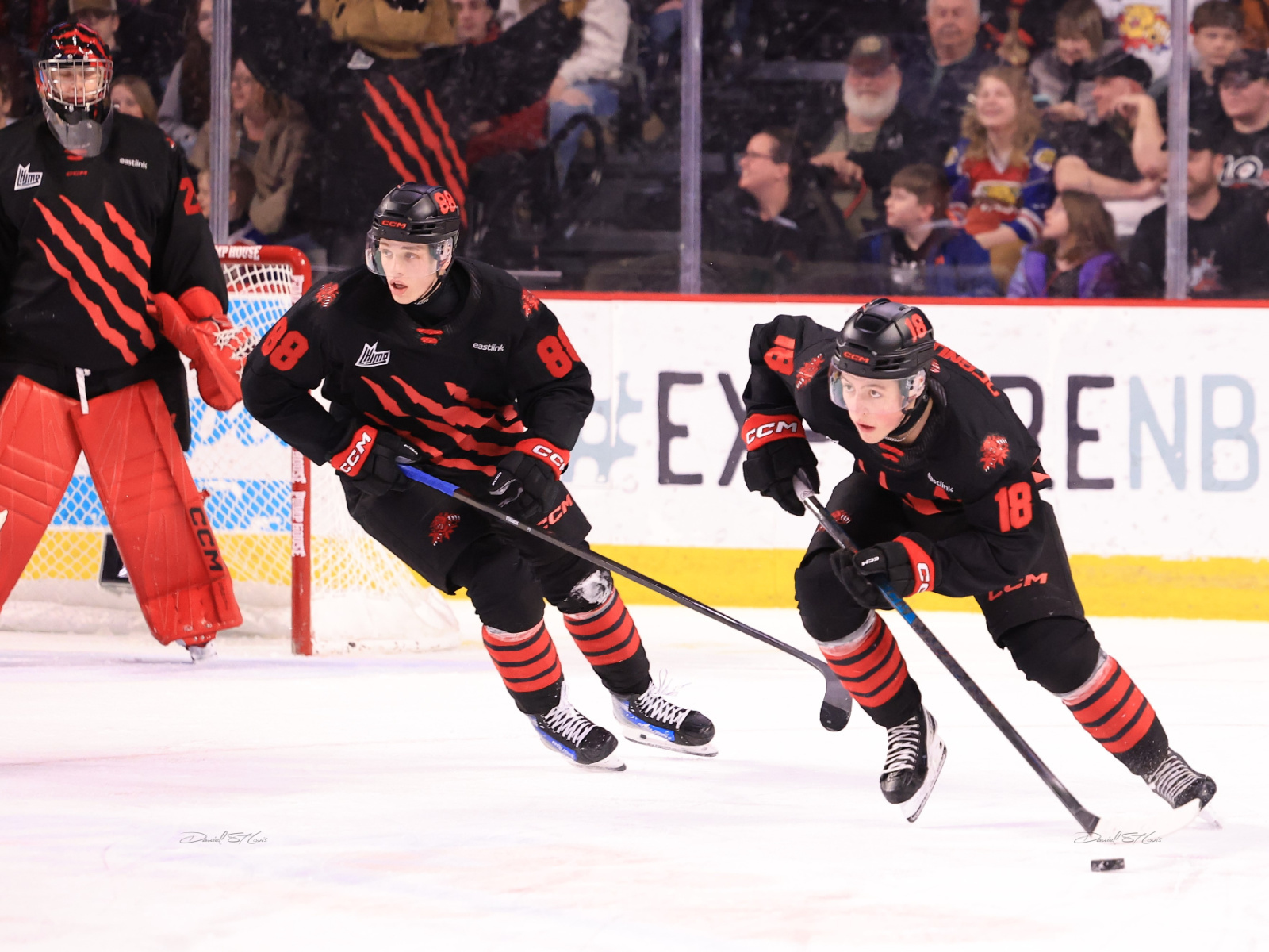 LHJMQ : LES WILDCATS NE PERDENT PAS