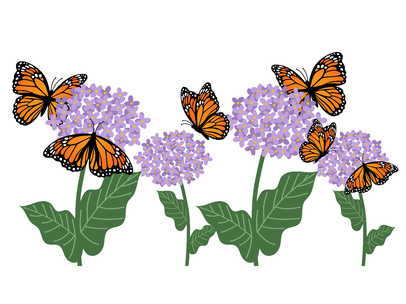 Dieppe obtient la certification « Ville amie des monarques »