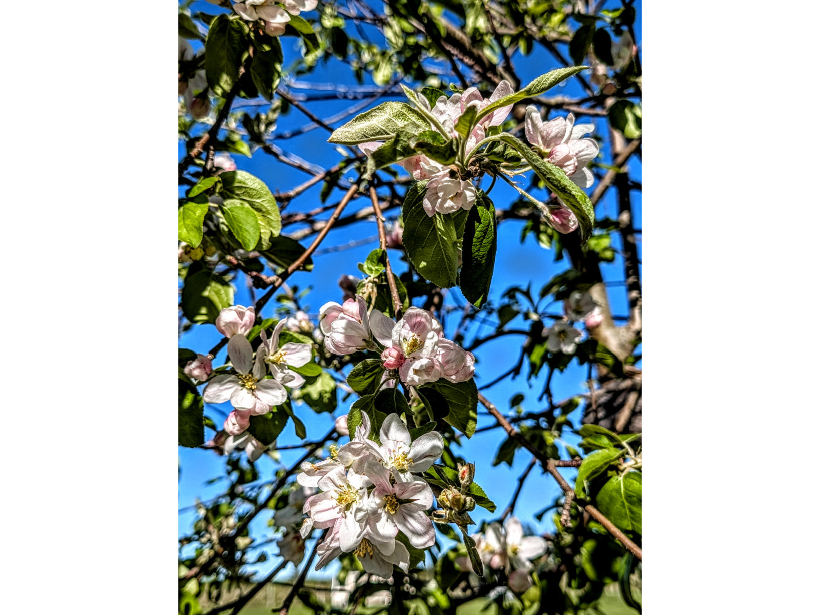 Le Verger Belliveau en fleurs dans la vallée de Memramcook Image 1