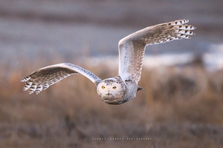 Hubert Cormier Harfang des neiges Small